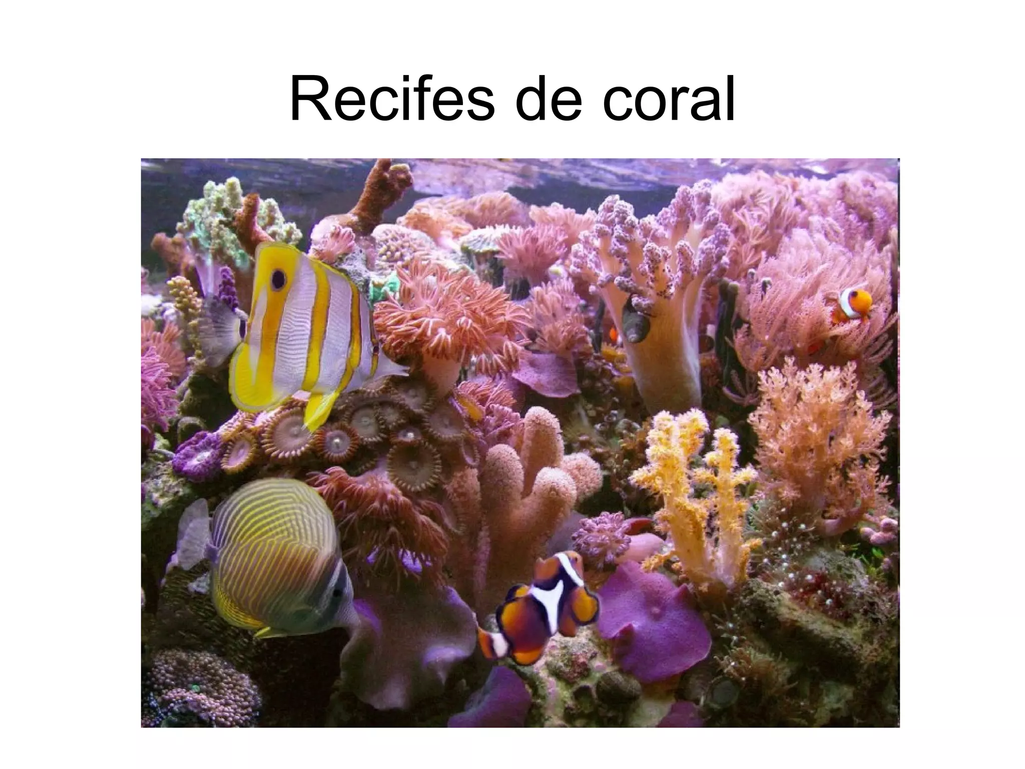 Recifes de coral
 
