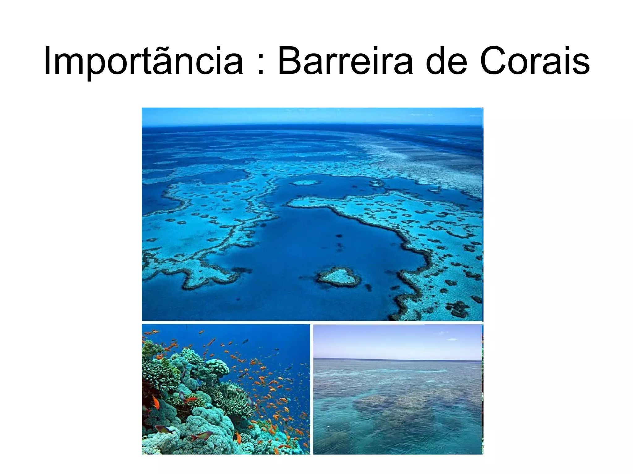 Importãncia : Barreira de Corais
 