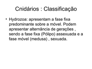 Cnidários : Classificação
• Hydrozoa: apresentam a fase fixa
  predominante sobre a móvel. Podem
  apresentar alternância de gerações ,
  sendo a fase fixa (Pólipo) assexuada e a
  fase móvel (medusa) , sexuada.
 