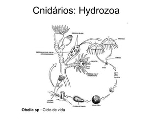 Cnidários: Hydrozoa




Obelia sp : Ciclo de vida
 