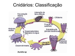 Cnidários: Classificação




  Aurelia sp
 