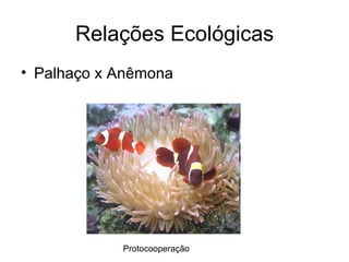Relações Ecológicas
• Palhaço x Anêmona




            Protocooperação
 