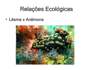 Relações Ecológicas
• Lêsma x Anêmona
 