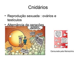 Cnidários
• Reprodução sexuada : ovários e
  testículos
• Alternância de gerações




                            Censurada pela Mariazinha
 