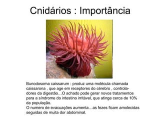 Cnidários : Importância




Bunodosoma caissarum : produz uma molécula chamada
caissarona , que age em receptores do cérebro , controla-
dores da digestão…O achado pode gerar novos tratamentos
para a síndrome do intestino irritável, que atinge cerca de 10%
da população.
O numero de evacuações aumenta…as fezes ficam amolecidas
seguidas de muita dor abdominal.
 