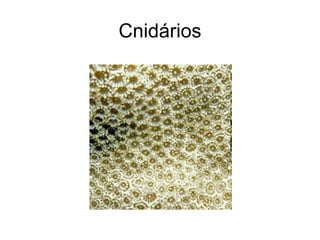 Cnidários
 