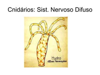 Cnidários: Sist. Nervoso Difuso
 