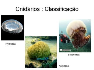 Cnidários : Classificação




Hydrozoa



                               Scyphozoa



                        Anthozoa
 