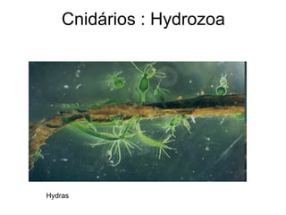 Cnidários : Hydrozoa




Hydras
 