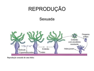 REPRODUÇÃO Sexuada 
