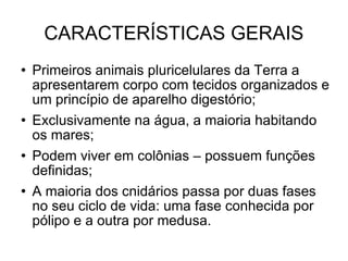 CARACTERÍSTICAS GERAIS Primeiros animais pluricelulares da Terra a apresentarem corpo com tecidos organizados e um princípio de aparelho digestório; Exclusivamente na água, a maioria habitando os mares; Podem viver em colônias – possuem funções definidas; A maioria dos cnidários passa por duas fases no seu ciclo de vida: uma fase conhecida por pólipo e a outra por medusa. 