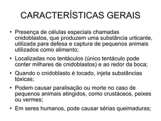 CARACTERÍSTICAS GERAIS Presença de células especiais chamadas cnidoblastos, que produzem uma substância urticante, utilizada para defesa e captura de pequenos animais utilizados como alimento; Localizadas nos tentáculos (único tentáculo pode conter milhares de cnidoblastos) e ao redor da boca; Quando o cnidoblasto é tocado, injeta substâncias tóxicas; Podem causar paralisação ou morte no caso de pequenos animais atingidos, como crustáceos, peixes ou vermes; Em seres humanos, pode causar sérias queimaduras; 