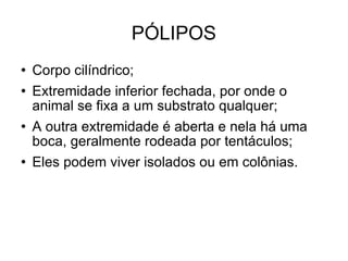 PÓLIPOS Corpo cilíndrico; Extremidade inferior fechada, por onde o animal se fixa a um substrato qualquer; A outra extremidade é aberta e nela há uma boca, geralmente rodeada por tentáculos; Eles podem viver isolados ou em colônias. 