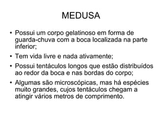 MEDUSA Possui um corpo gelatinoso em forma de guarda-chuva com a boca localizada na parte inferior; Tem vida livre e nada ativamente; Possui tentáculos longos que estão distribuídos ao redor da boca e nas bordas do corpo; Algumas são microscópicas, mas há espécies muito grandes, cujos tentáculos chegam a atingir vários metros de comprimento. 