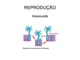 REPRODUÇÃO Assexuada 