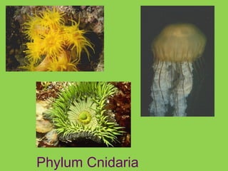 Phylum Cnidaria
 