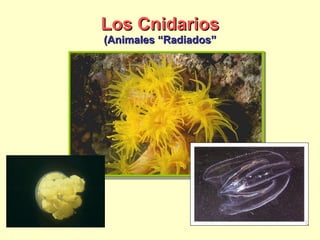 Los Cnidarios (Animales “Radiados” 