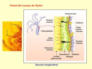 Sección longitudinal Pared del cuerpo de  Hydra 