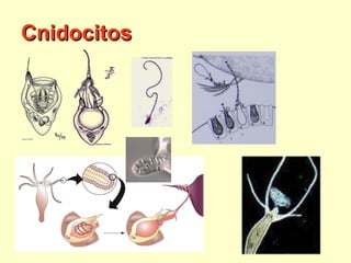 Cnidocitos 