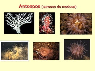 Antozoos   (carecen de medusa) 