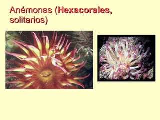 Anémonas ( Hexacorales,  solitarios) 