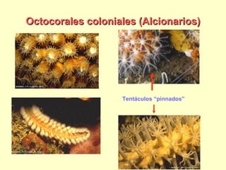 Octocorales coloniales (Alcionarios) Tentáculos “pinnados” 