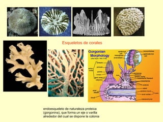 Esqueletos de corales endoesqueleto de naturaleza proteica (gorgonina), que forma un eje o varilla alrededor del cual se d...