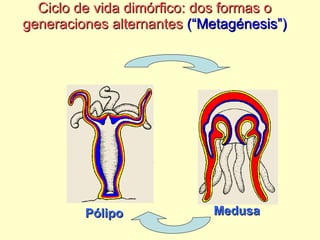 Ciclo de vida dimórfico: dos formas o generaciones alternantes   (“Metagénesis”) Pólipo Medusa 