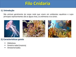 Biologia - Cnidarios | PPTX