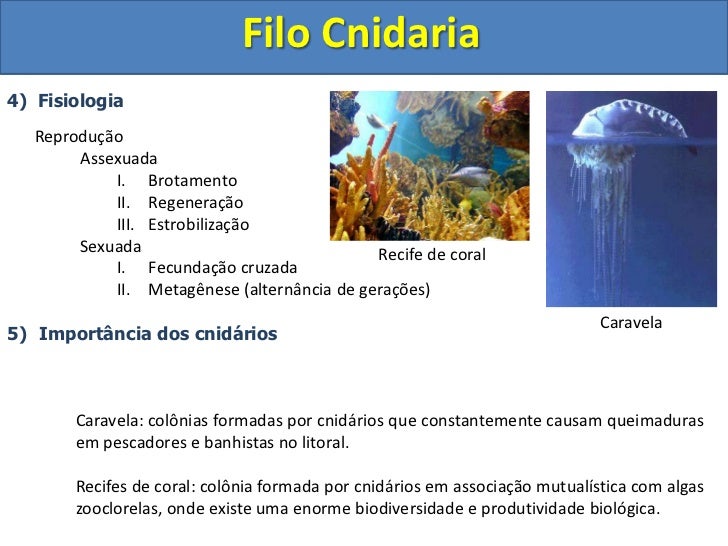 Biologia Cnidarios