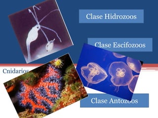 Clase Hidrozoos



                             Clase Escifozoos


Cnidarios o Celenterados



                            Clase Antozoos
 