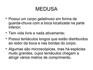 MEDUSA

Possui um corpo gelatinoso em forma de
guarda-chuva com a boca localizada na parte
inferior;

Tem vida livre e nada ativamente;

Possui tentáculos longos que estão distribuídos
ao redor da boca e nas bordas do corpo;

Algumas são microscópicas, mas há espécies
muito grandes, cujos tentáculos chegam a
atingir vários metros de comprimento.
 