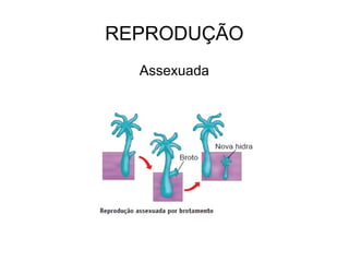 REPRODUÇÃO
Assexuada
 