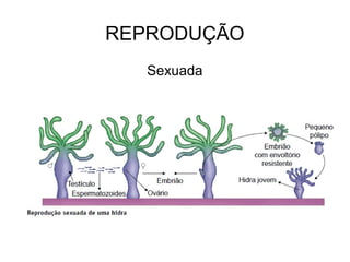 REPRODUÇÃO
Sexuada
 