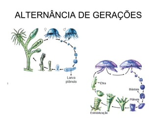 ALTERNÂNCIA DE GERAÇÕES
 