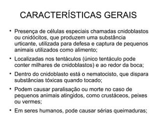 CARACTERÍSTICAS GERAIS

Presença de células especiais chamadas cnidoblastos
ou cnidócitos, que produzem uma substância
urticante, utilizada para defesa e captura de pequenos
animais utilizados como alimento;

Localizadas nos tentáculos (único tentáculo pode
conter milhares de cnidoblastos) e ao redor da boca;

Dentro do cnidoblasto está o nematocisto, que dispara
substâncias tóxicas quando tocado;

Podem causar paralisação ou morte no caso de
pequenos animais atingidos, como crustáceos, peixes
ou vermes;

Em seres humanos, pode causar sérias queimaduras;
 