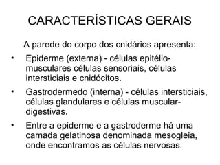 CARACTERÍSTICAS GERAIS
A parede do corpo dos cnidários apresenta:
• Epiderme (externa) - células epitélio-
musculares células sensoriais, células
intersticiais e cnidócitos.
• Gastrodermedo (interna) - células intersticiais,
células glandulares e células muscular-
digestivas.
• Entre a epiderme e a gastroderme há uma
camada gelatinosa denominada mesogleia,
onde encontramos as células nervosas.
 