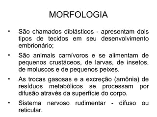 MORFOLOGIA
• São chamados diblásticos - apresentam dois
tipos de tecidos em seu desenvolvimento
embrionário;
• São animais carnívoros e se alimentam de
pequenos crustáceos, de larvas, de insetos,
de moluscos e de pequenos peixes.
• As trocas gasosas e a excreção (amônia) de
resíduos metabólicos se processam por
difusão através da superfície do corpo.
• Sistema nervoso rudimentar - difuso ou
reticular.
 