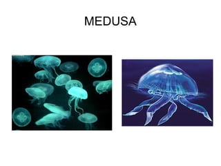 MEDUSA
 