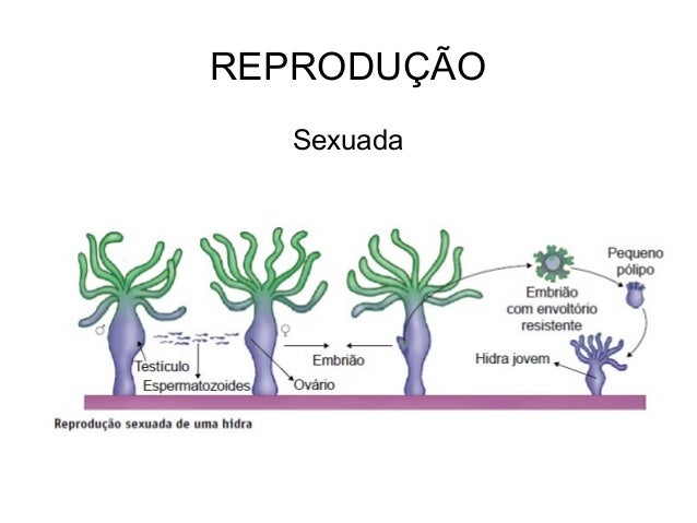 Resultado de imagem para reprodução sexuada dos cnidarios