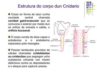 Estrutura do corpo dun Cnidario
Corpo en forma de saco cunha
cavidade central chamada
cavidad gastrovascular que se
comunica ó exterior por medio dun
só orificio de entrada e salida, o
orificio bucoanal.
O corpo consta de dúas capas o
ectodemos e o endodermo
separados pola mesoglea.
Posúen tentáculos provistos de
células chamadas cnidoblastos
ou cnidocitos que segregan unha
substancia urticante con misión
defensiva contra os depredadores
e o ataque para capturar presas.
 