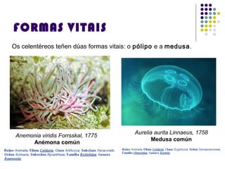 FORMAS VITAIS
Os celentéreos teñen dúas formas vitais: o pólipo e a medusa.
Anemonia viridis Forrsskal, 1775
Anémona común
Aurelia aurita Linnaeus, 1758
Medusa común
 