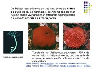 Hidra de auga doce
Os Pólipos son cnidarios de vida fixa, como as Hidras
de auga doce, as Actinias e as Anémonas de mar
Algúns poden vivir asociados formando colonias como
é o caso dos corais e as madréporas.
Tomate de mar (Actinia equina Linnaeus, 1758) é de
cor vermello, a miúdo moi intenso, polo que se lle da
o nome de tomate mariño polo seu aspecto cando
está pechada.
 