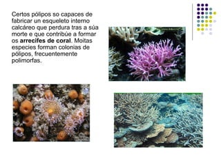 Certos pólipos so capaces de
fabricar un esqueleto interno
calcáreo que perdura tras a súa
morte e que contribúe a formar
os arrecifes de coral. Moitas
especies forman colonias de
pólipos, frecuentemente
polimorfas.
 