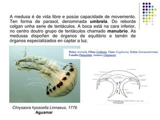 A medusa é de vida libre e posúe capacidade de movemento.
Ten forma de parasol, denominada umbrela. Do reborde
colgan unha serie de tentáculos. A boca está na cara inferior,
no centro doutro grupo de tentáculos chamado manubrio. As
medusas dispoñen de órganos de equilibrio e tamén de
órganos especializados en captar a luz.
Chrysaora hyoscella Linnaeus, 1776
Aguamar
 