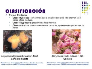 CLASIFICACIÓN
 Philum Cnidarios
 Clase Hydrozoa: son animais que o longo do seu ciclo vital alternan fase
pólipo e fase meduso.
 Clase Scyphozoa: predomina a fase medusa.
 Clase Anthozoa: son as anemónas e os corais, aparecen sempre en fase de
pólipo
Alcyonium digitatum Linnaeum,1758
Mano de muerto
Corynactis viridis Allman, 1846
Corales
 