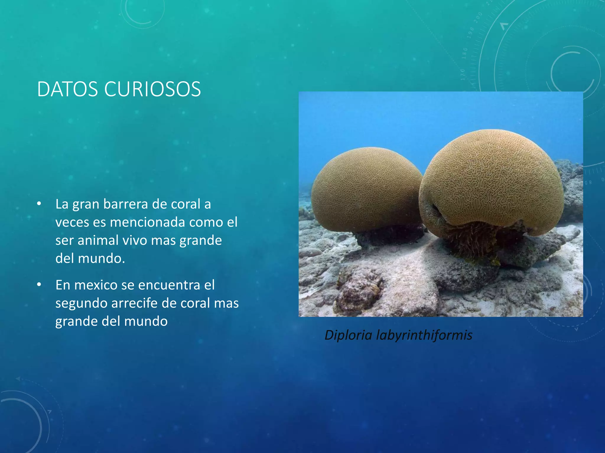Cnidarios | PPTX