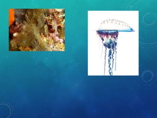 Cnidarios | PPTX