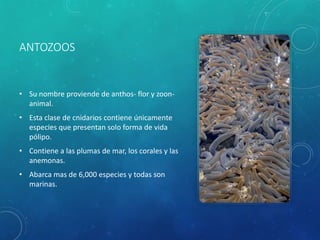 ANTOZOOS
• Su nombre proviende de anthos- flor y zoon-
animal.
• Esta clase de cnidarios contiene únicamente
especies que presentan solo forma de vida
pólipo.
• Contiene a las plumas de mar, los corales y las
anemonas.
• Abarca mas de 6,000 especies y todas son
marinas.
 
