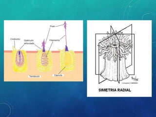 Cnidarios | PPTX